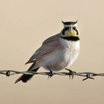 Horned Lark